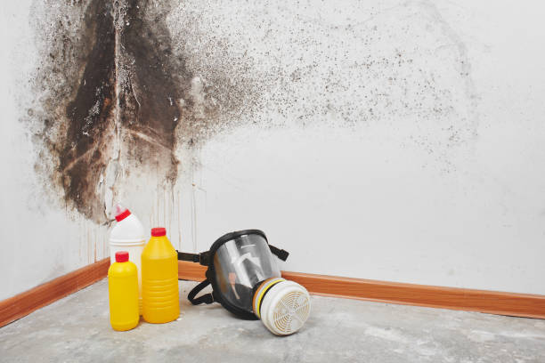Best Residential Mold Remediation in Pagedale, MO