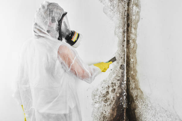 Best HVAC Mold Remediation in Pagedale, MO