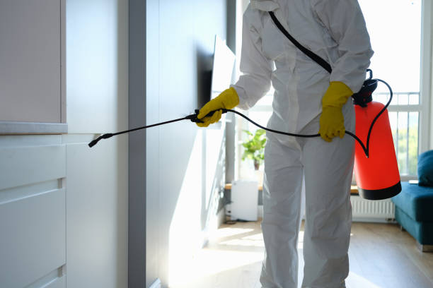 Best Residential Mold Remediation in Pagedale, MO