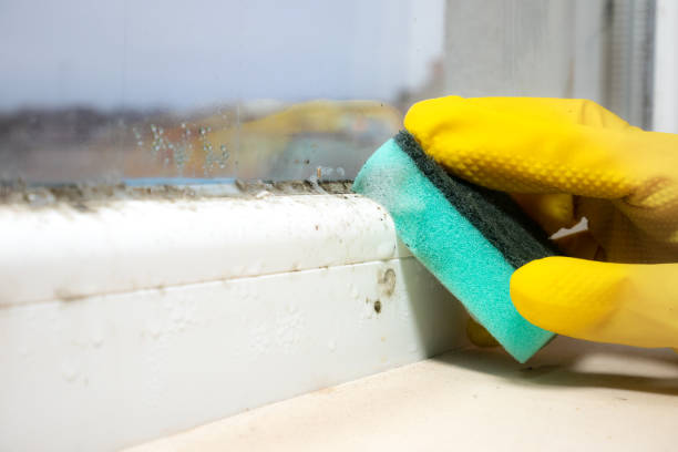 Best Basement Mold Remediation in Pagedale, MO